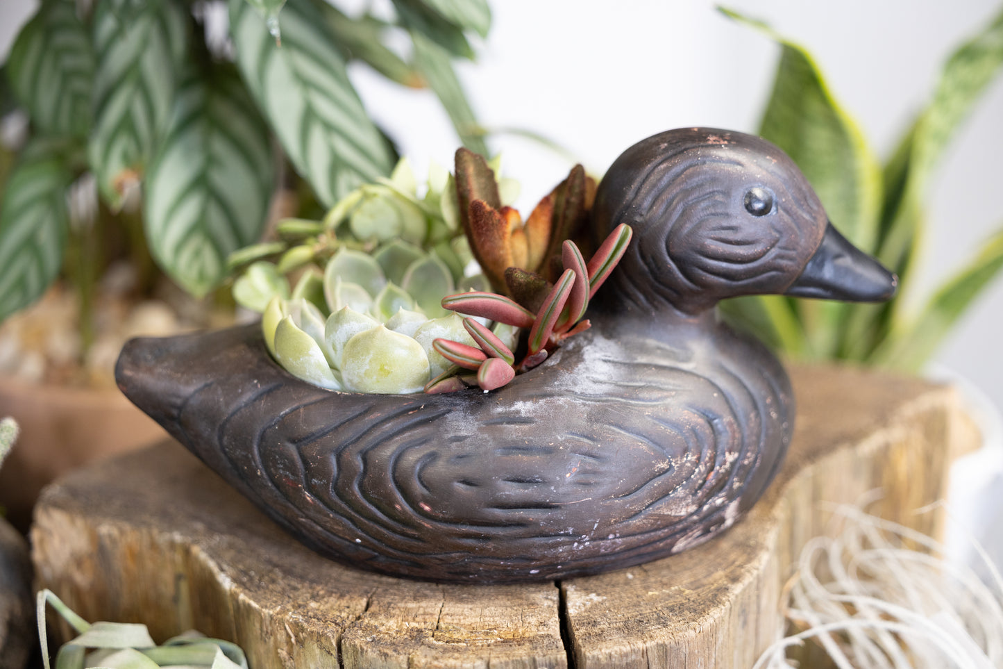 Vintage Ceramic Duck w/ Colorful Succulents
