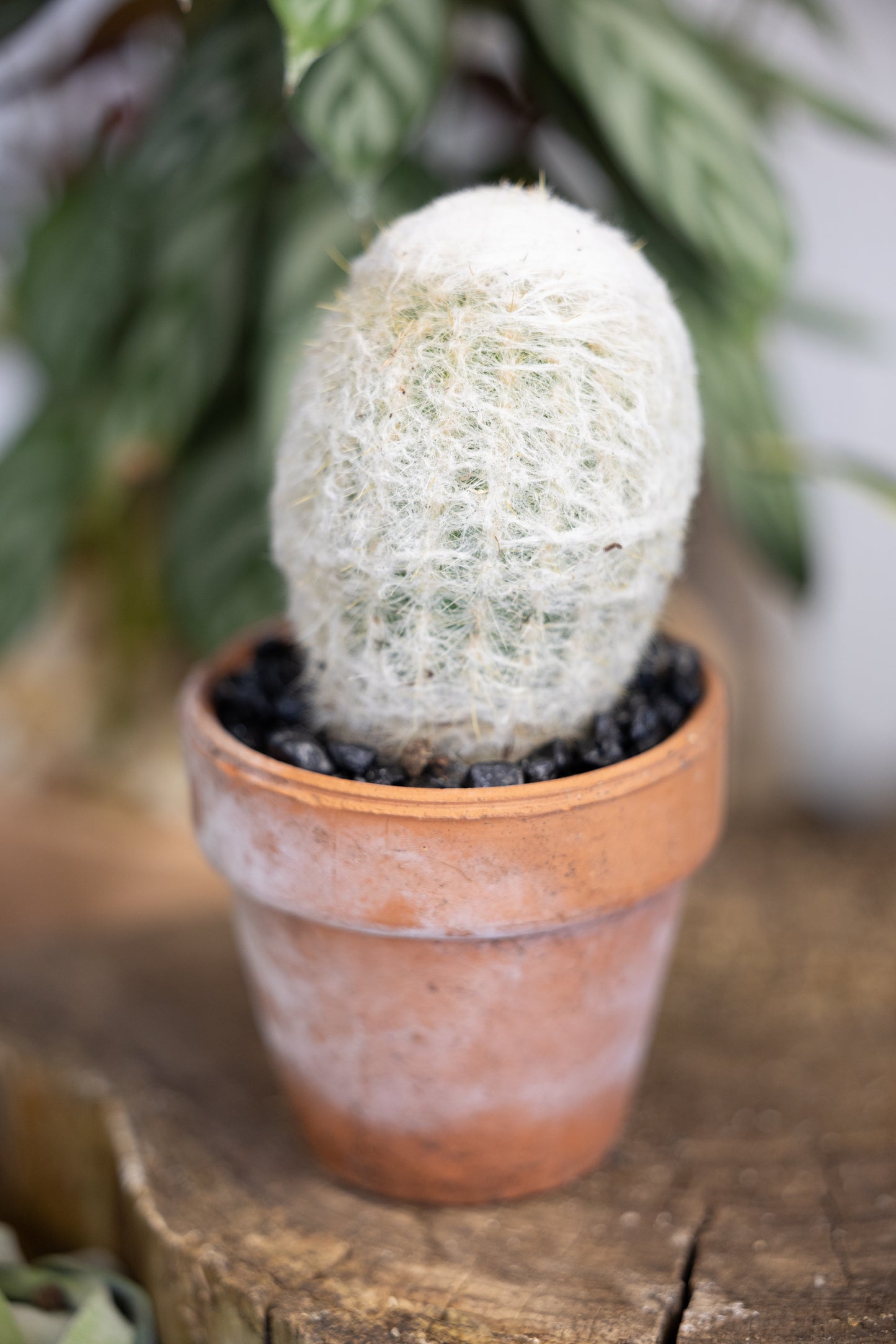 šµ Old Man Cactus (Cephalocereus senilis)
