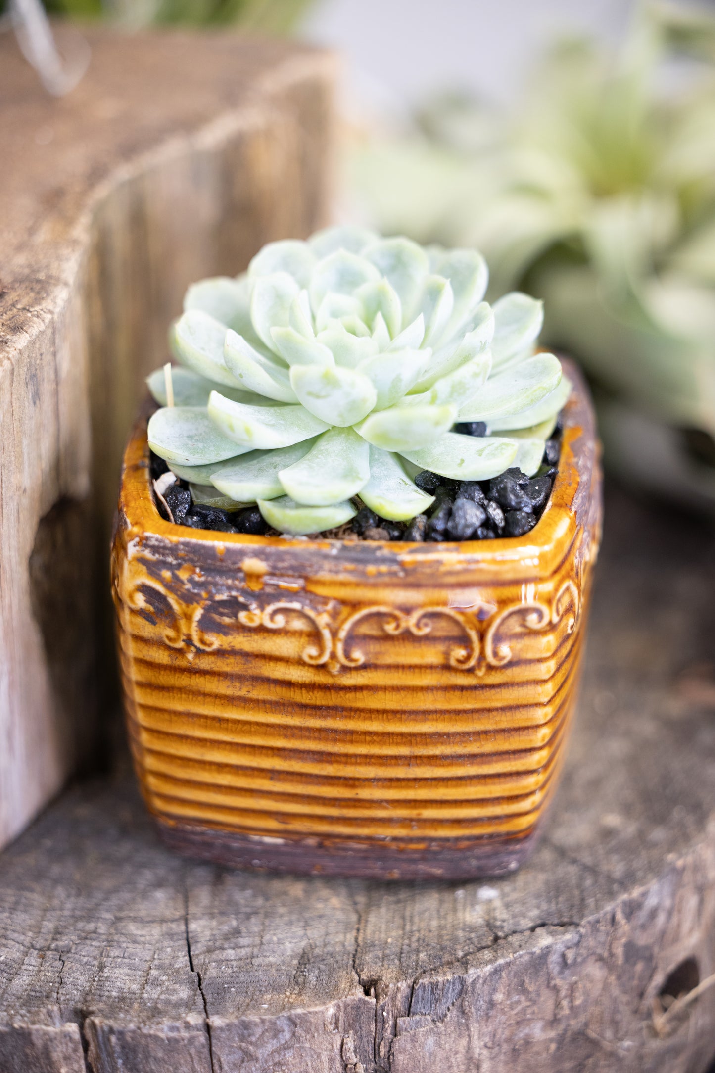 🌿 Echeveria Succulent in Ceramic Square Planter