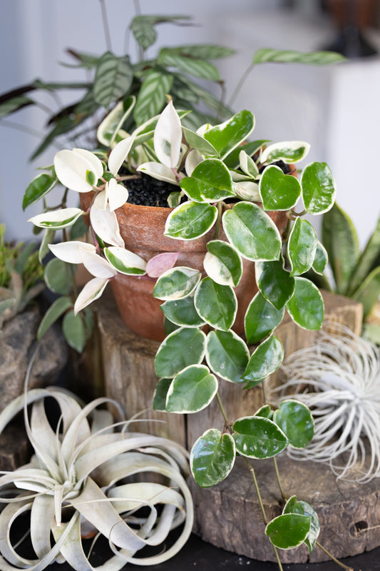 🌸 Variegated Hoya Carnosa – Krimson Queen in Ceramic Pot