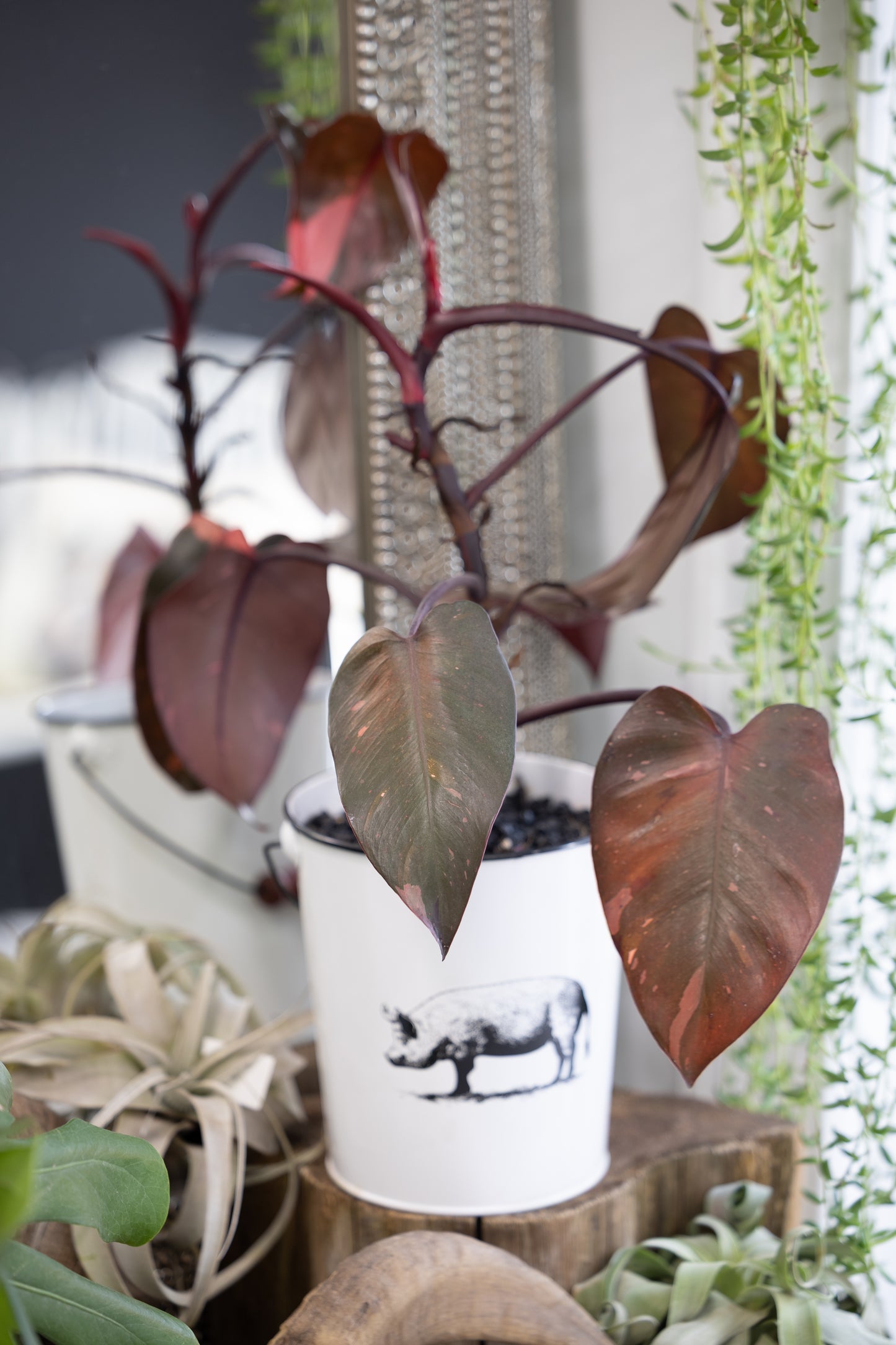 🌸 Pink Princess Philodendron in a White Pot