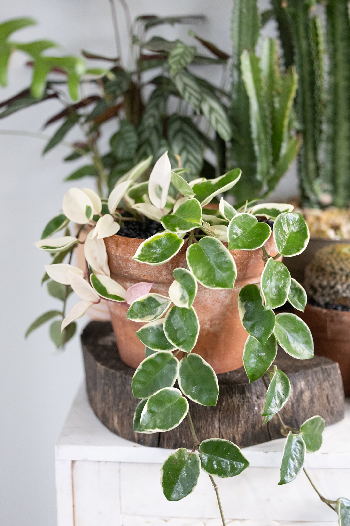 🌸 Variegated Hoya Carnosa – Krimson Queen in Ceramic Pot
