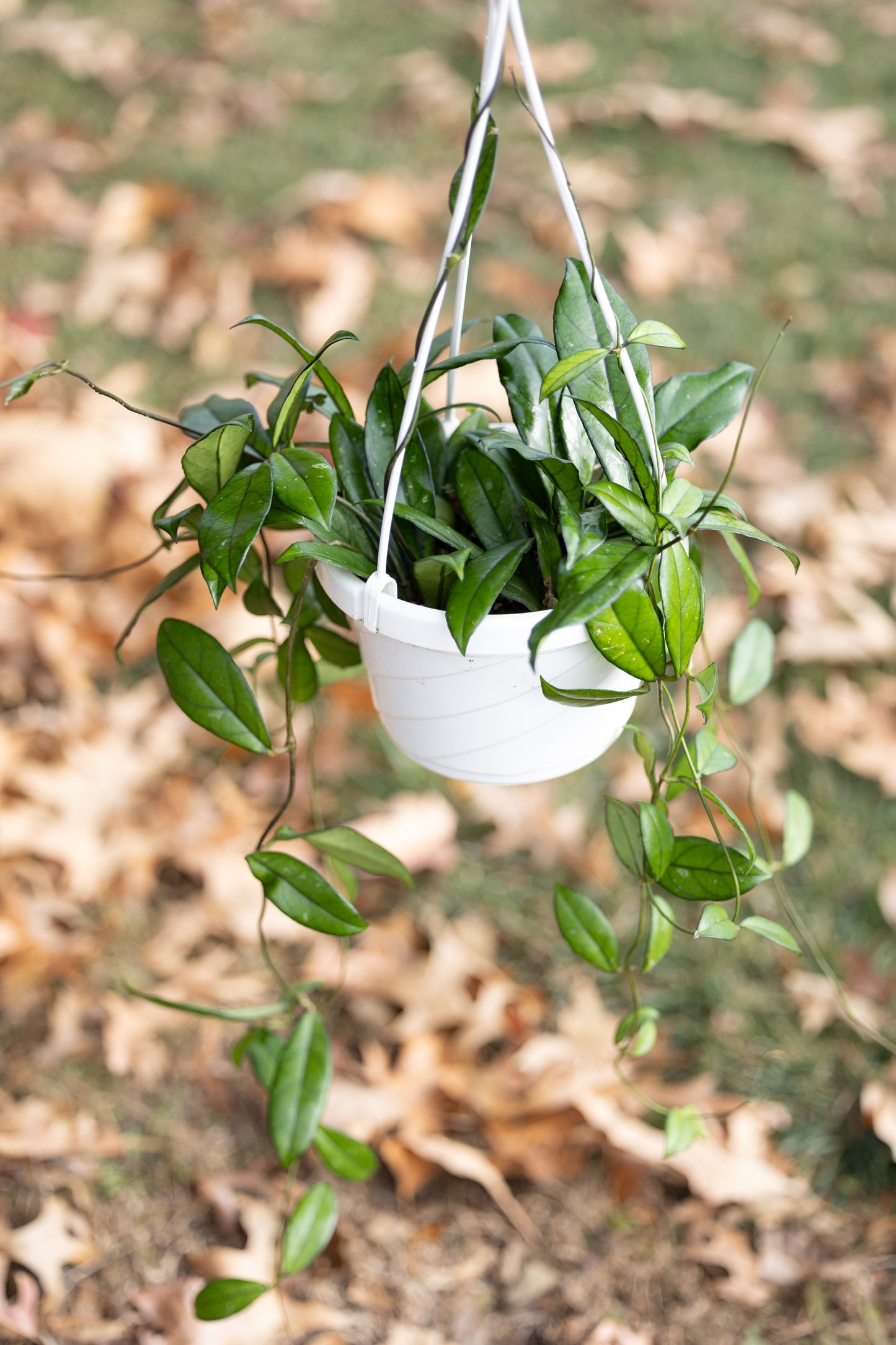 🌿 Hanging Hoya Plant (Wax Plant)
