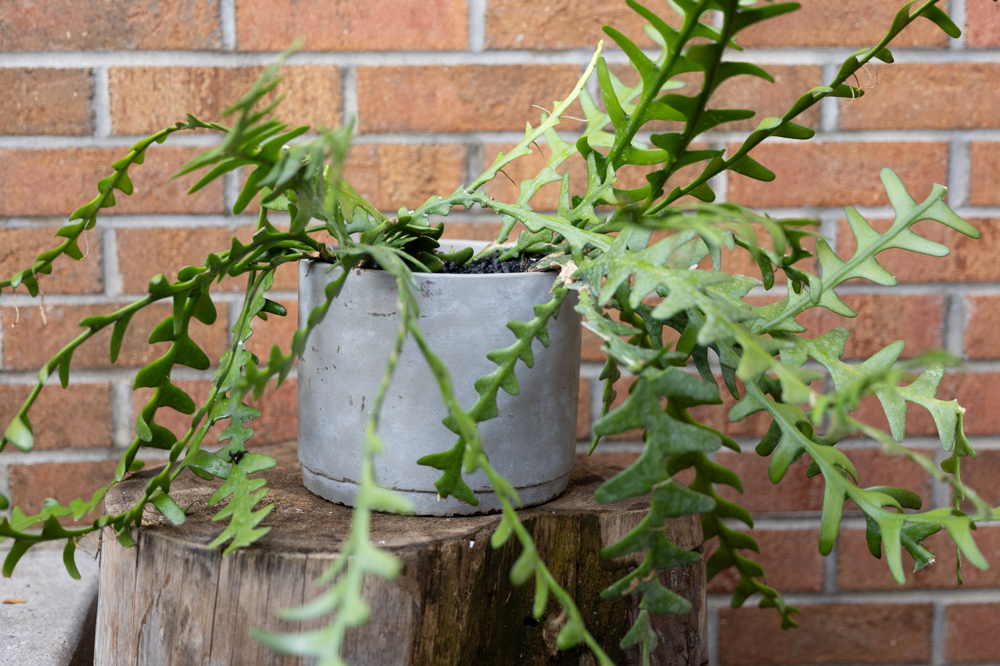 🌿 Fishbone Cactus