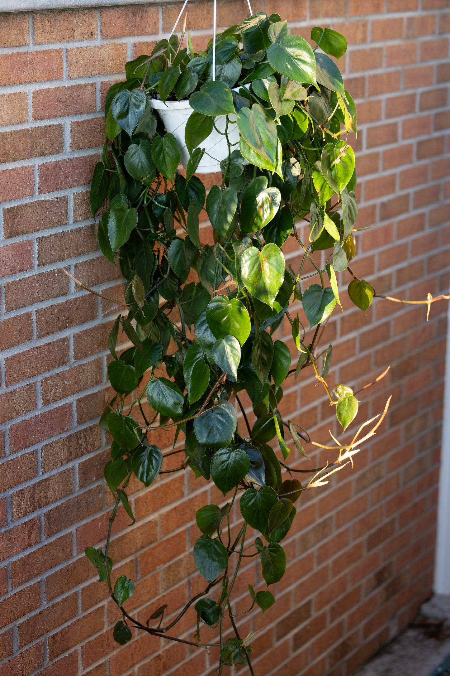 🌿 Heartleaf Philodendron