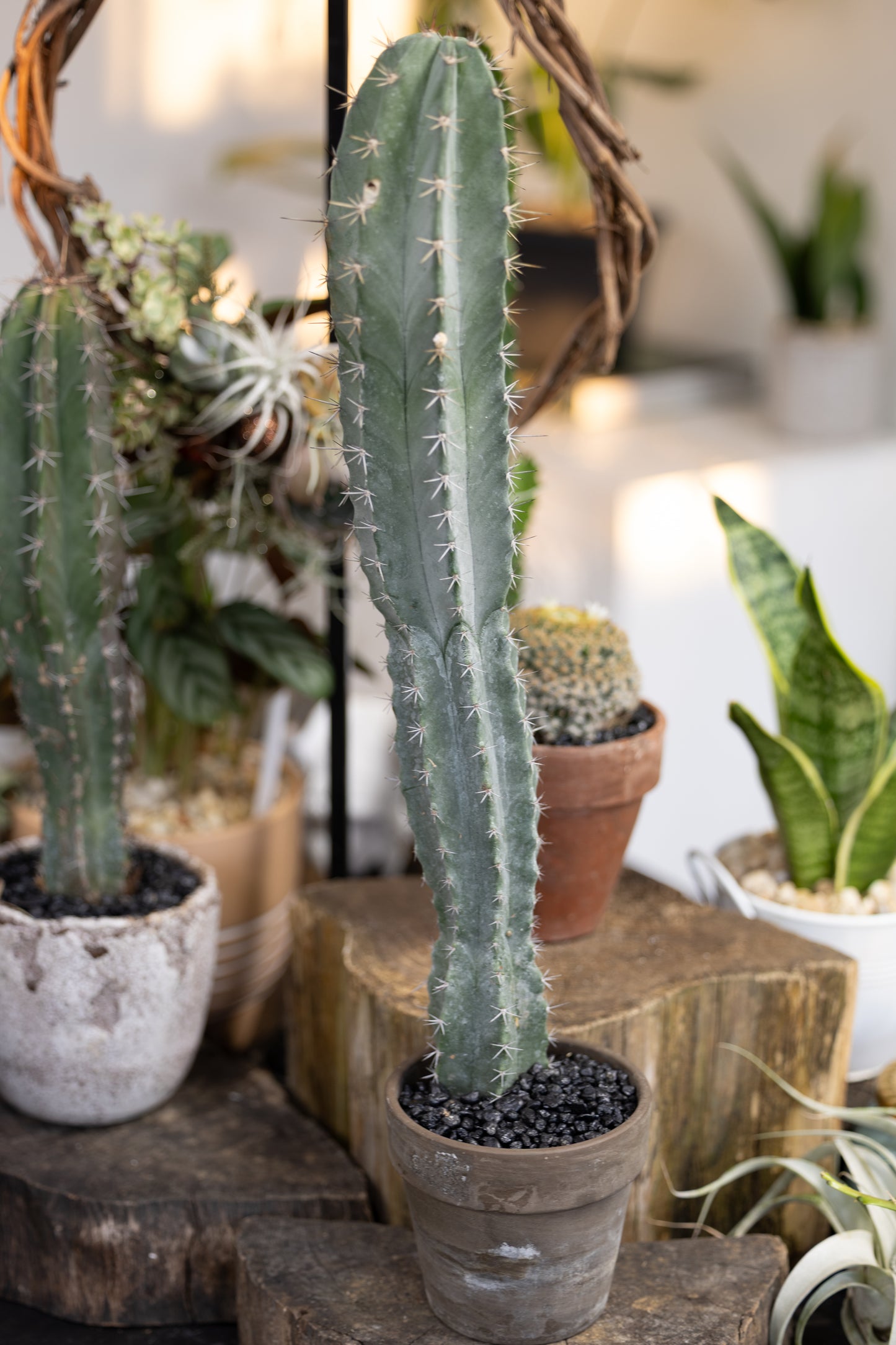🌵 Hedge Cactus (Echinocereus)- Large