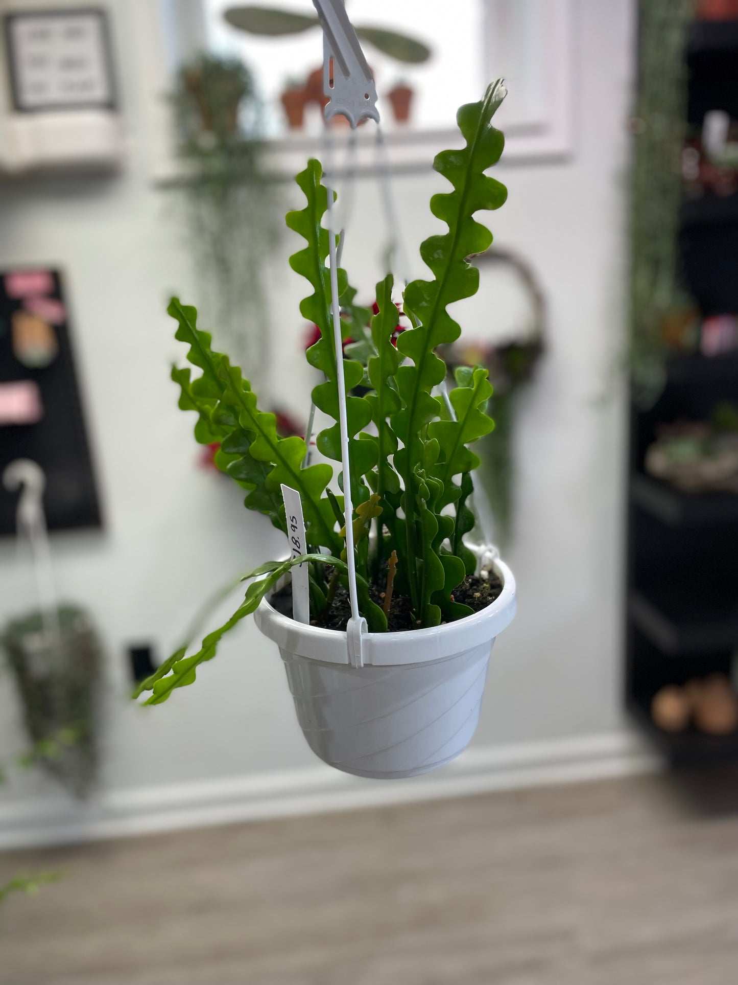 🌿 Fishbone (Ric Rac) Cactus – 6" Hanging Basket