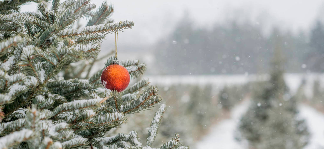 Grateful Hearts & Holiday Plans: Thank You for an Amazing Season at Jumbo’s 🎃✨