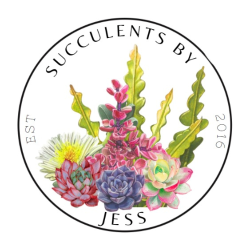 Succulents by Jess