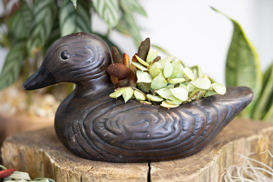 Vintage Ceramic Duck w/ Colorful Succulents