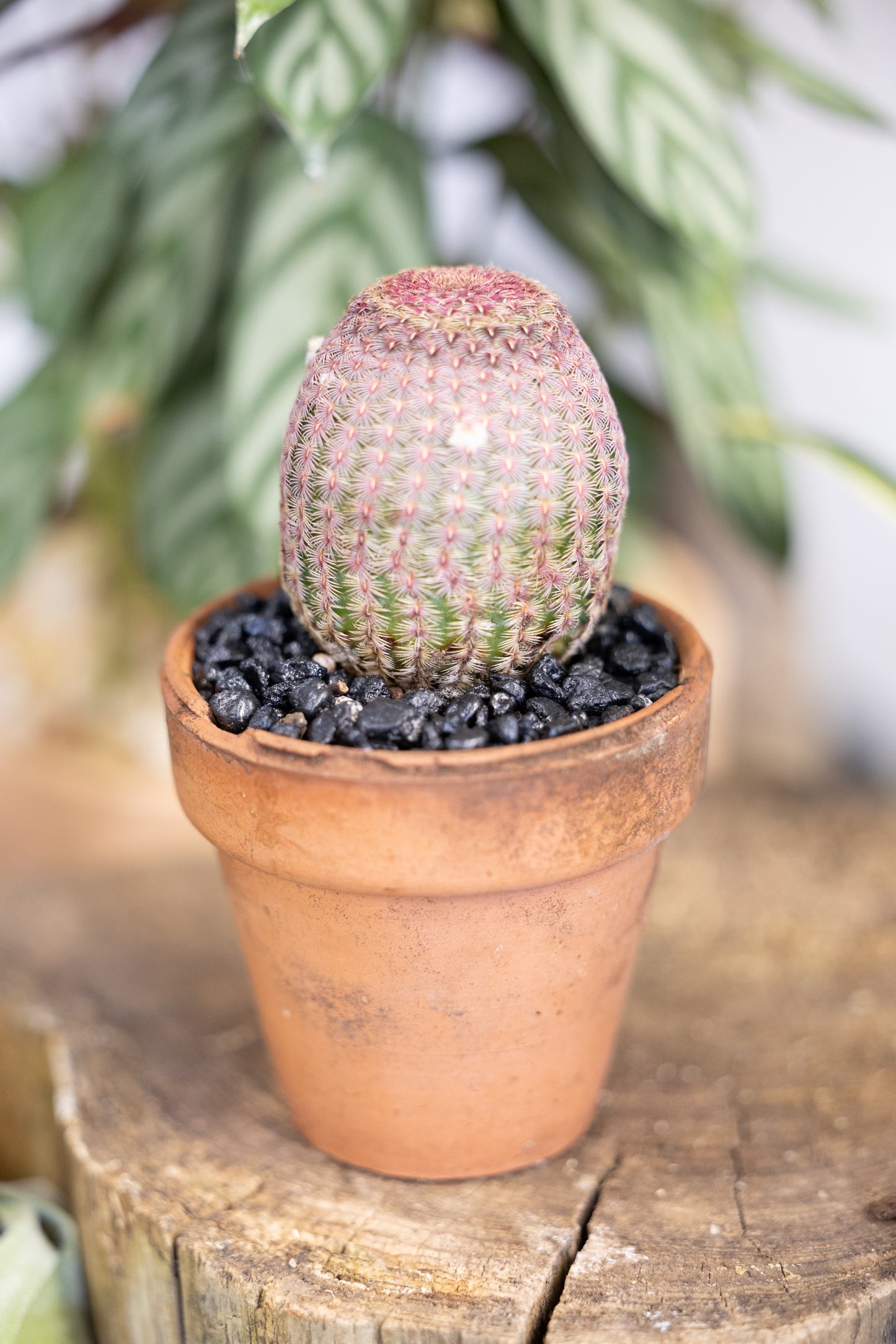 🌈 Rainbow Hedgehog Cactus
