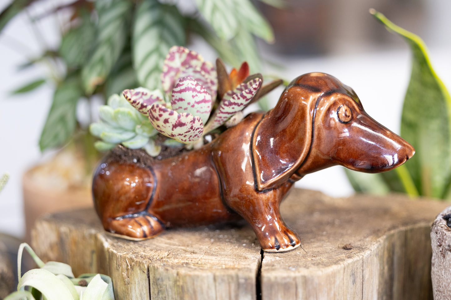 🐾 Small Dachshund Dog Planter