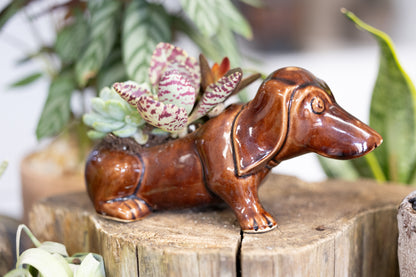 🐾 Small Dachshund Dog Planter