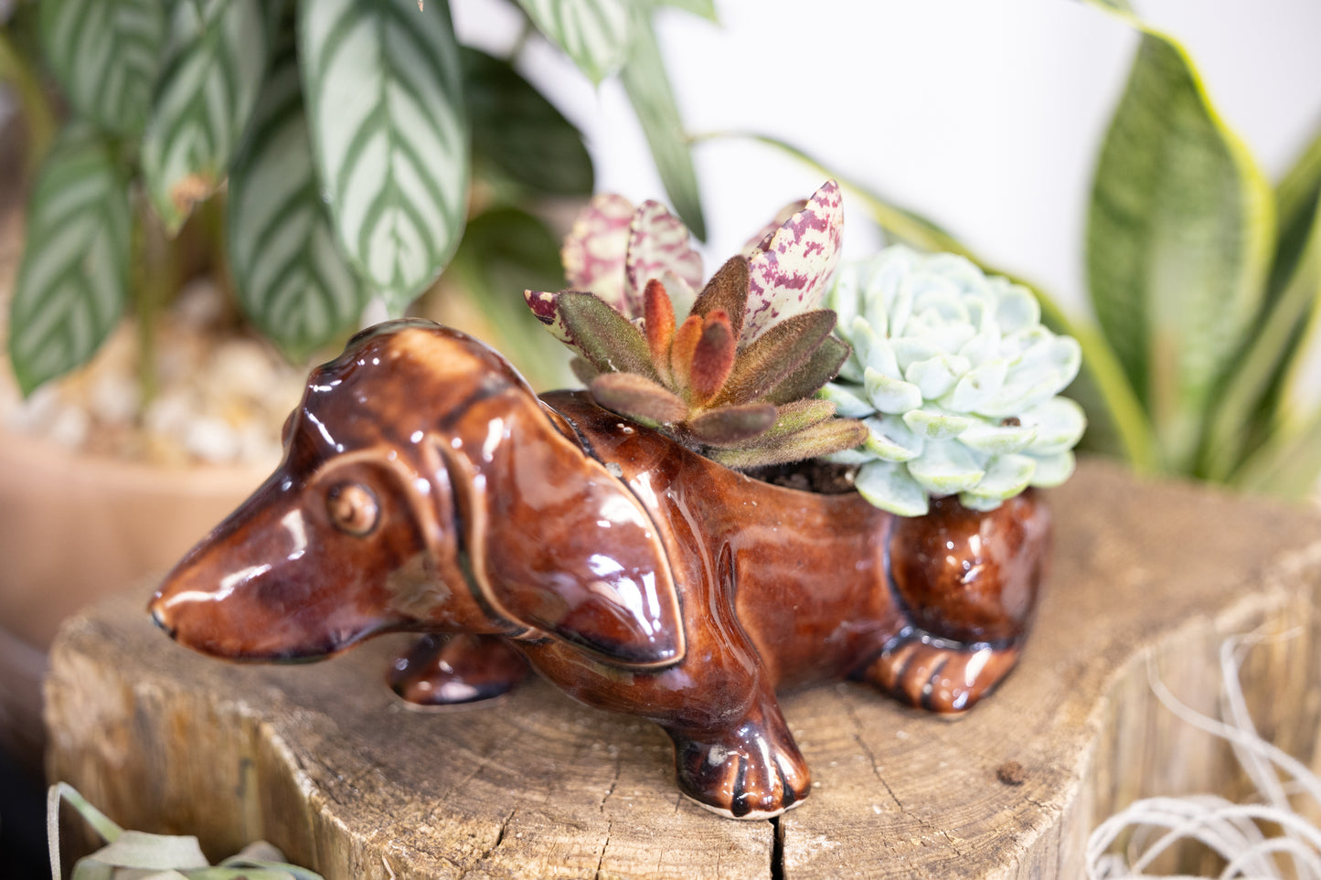 🐾 Small Dachshund Dog Planter