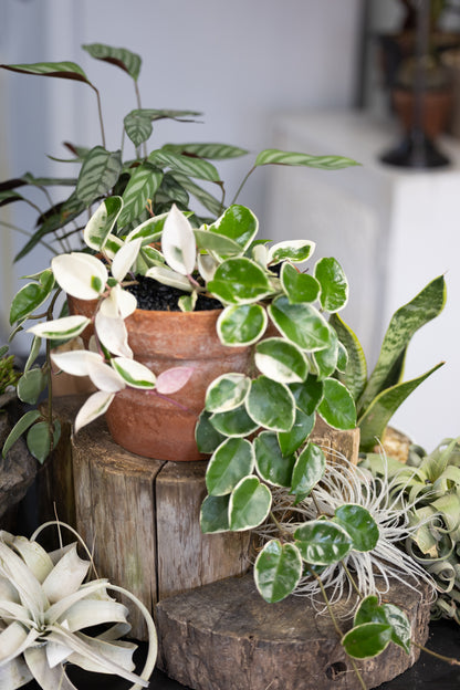 🌸 Variegated Hoya Carnosa – Krimson Queen in Ceramic Pot