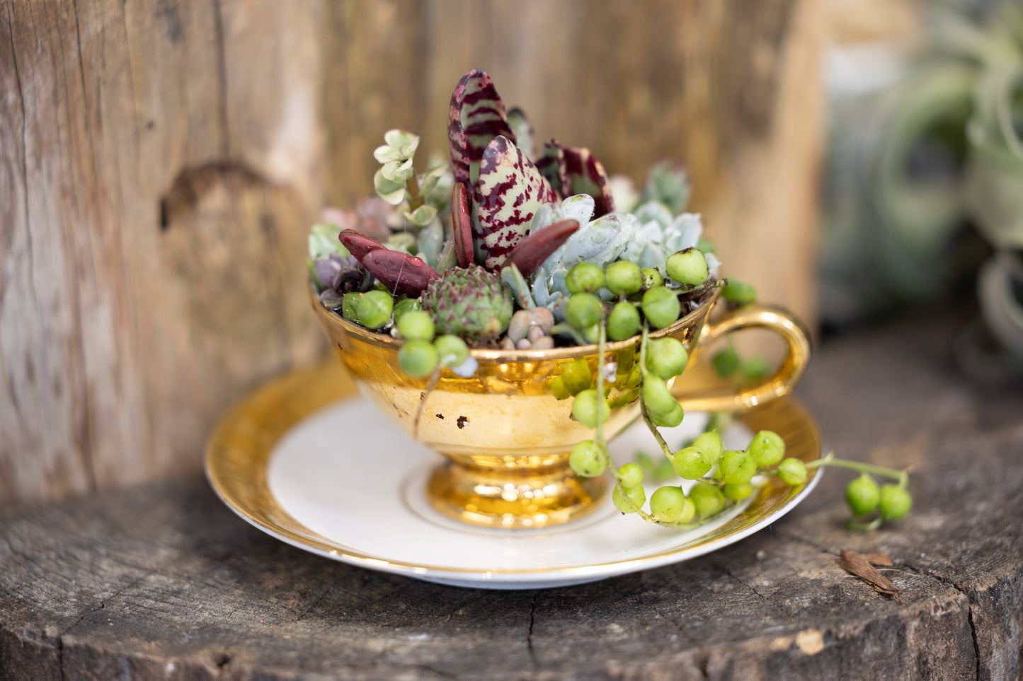 ✨ Golden Touch Teacup Succulent Garden