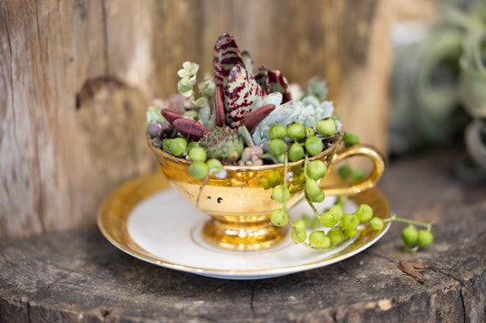 ✨ Golden Touch Teacup Succulent Garden