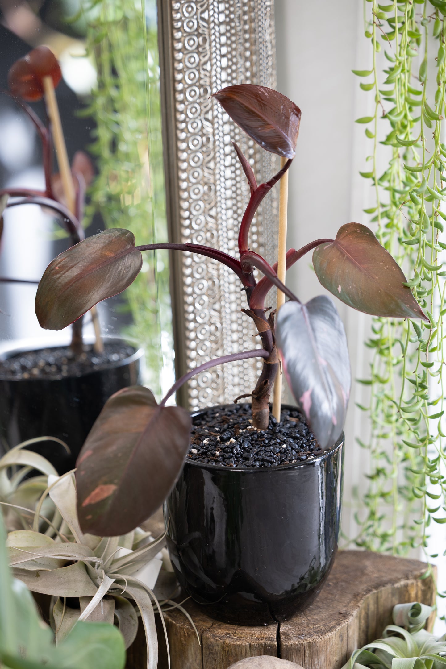 🌸 Pink Princess Philodendron in a Black Pot