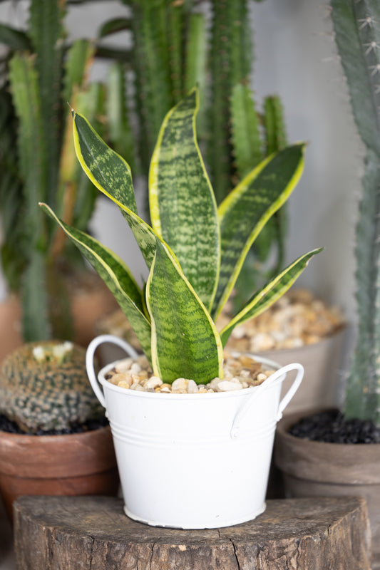 🐍 Small Snake Plant