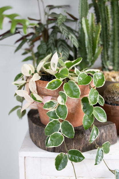 🌸 Variegated Hoya Carnosa – Krimson Queen in Ceramic Pot