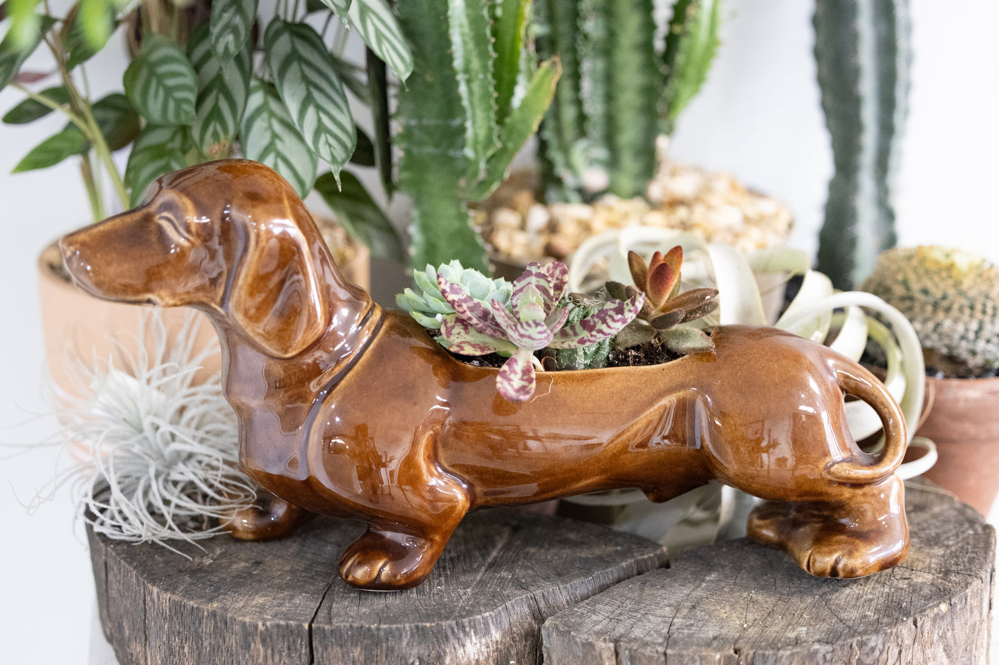 🐾 Large Dachshund Dog Planter
