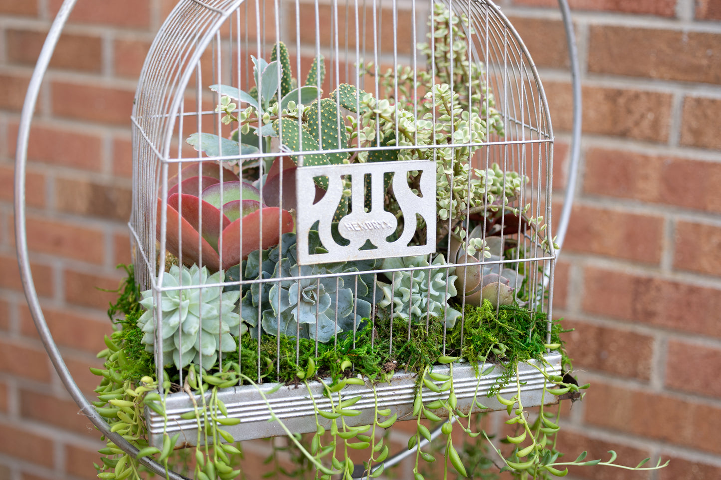 🕊️ Showstopping Planted Bird Cage