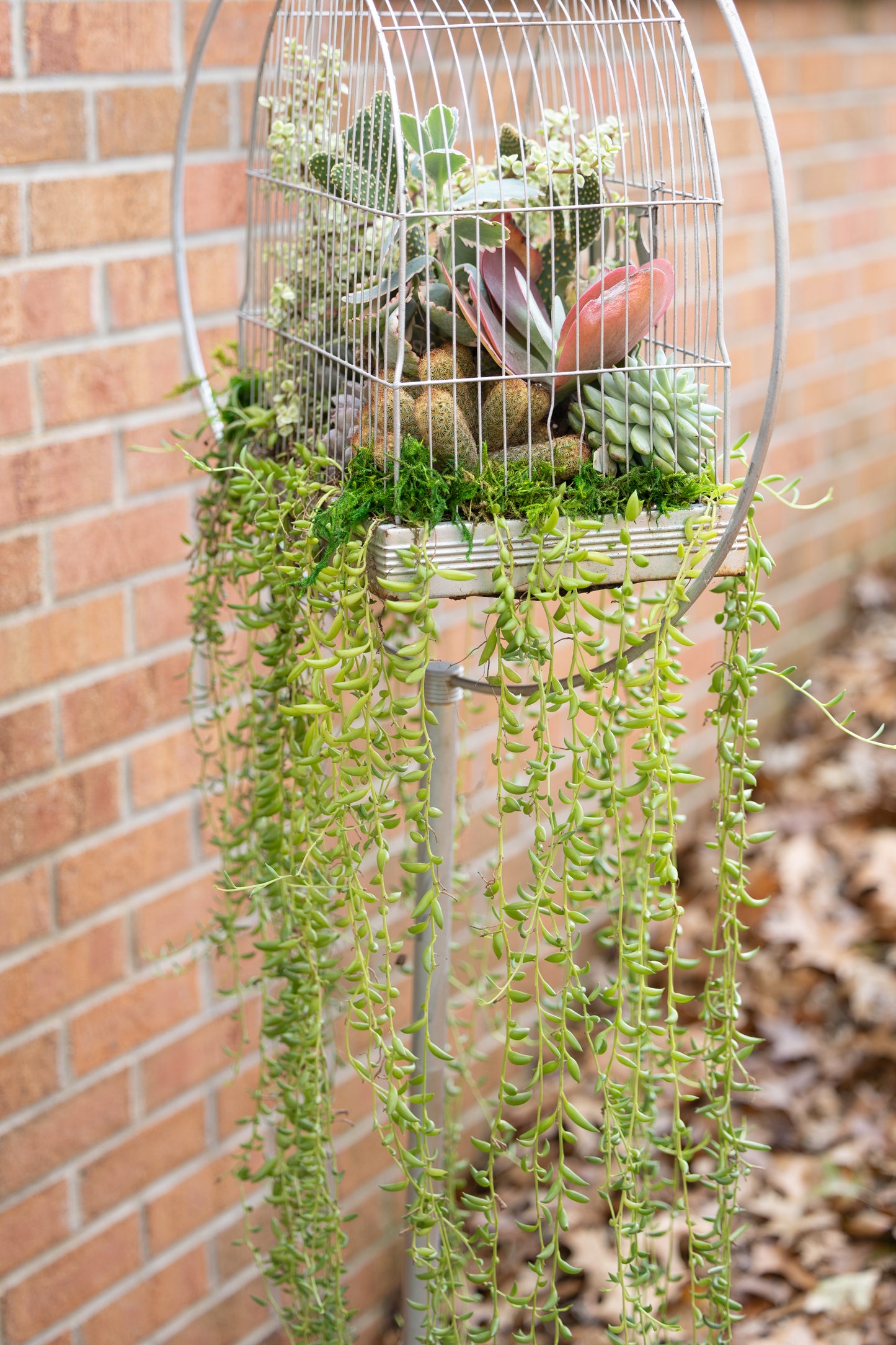 🕊️ Showstopping Planted Bird Cage
