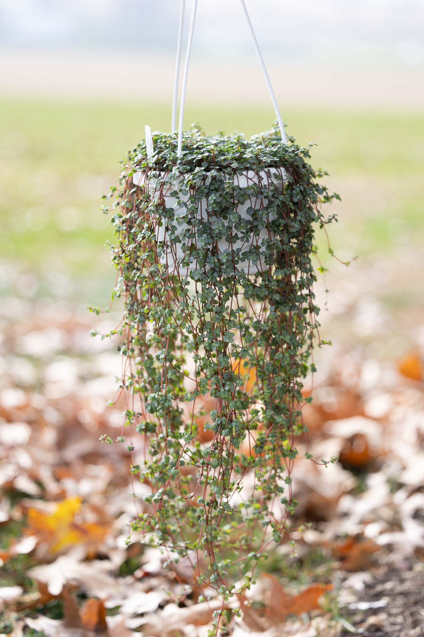 🌿 Hanging Basket of Pilea Glauca