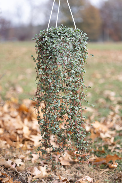 🌿 Hanging Basket of Pilea Glauca