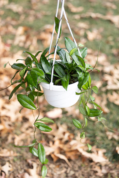 🌿 Hanging Hoya Plant (Wax Plant)