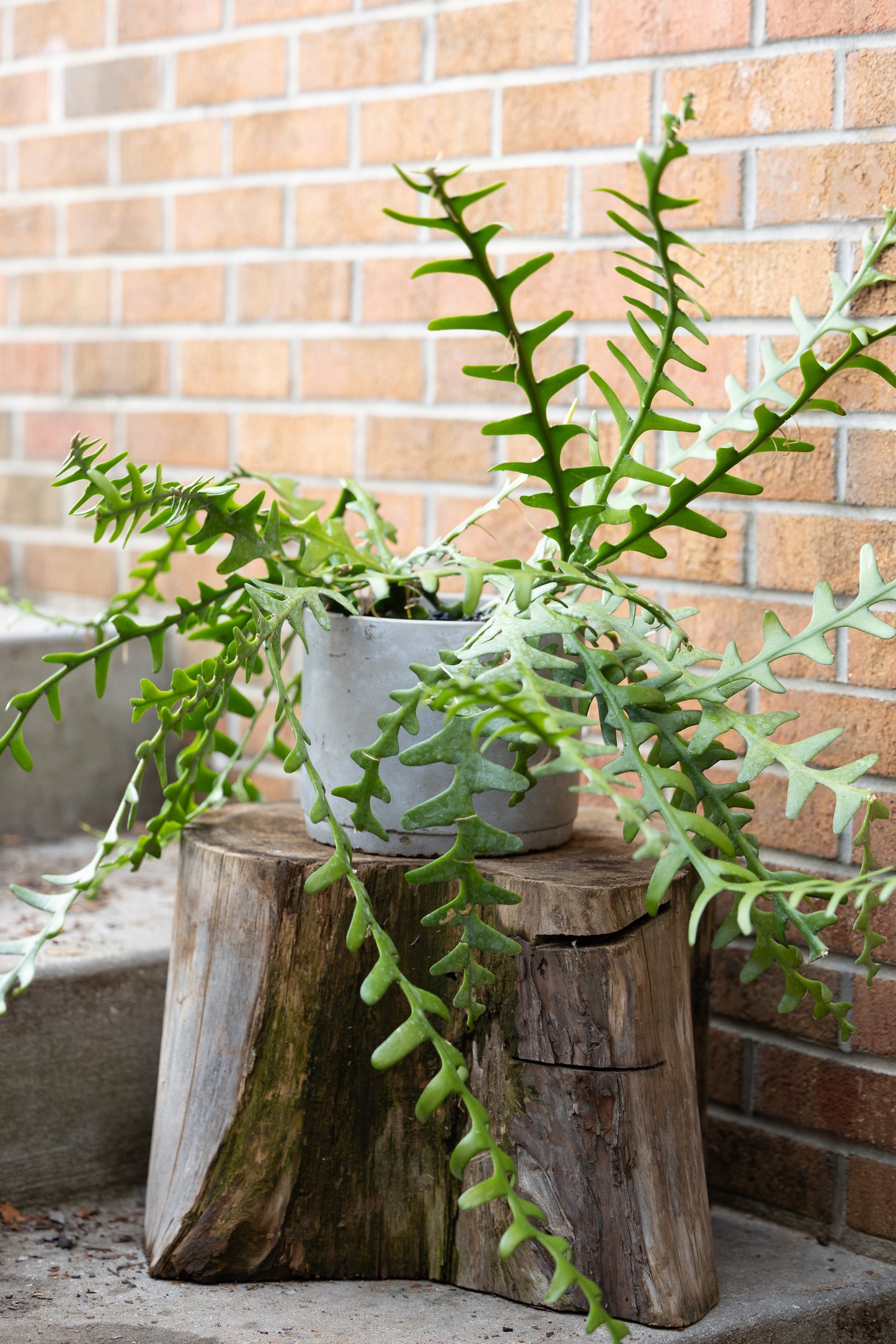 🌿 Fishbone Cactus