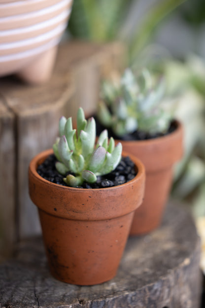 🌿 Woolly Senecio in Terracotta Pot