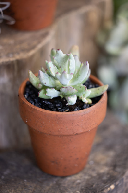 🌿 Woolly Senecio in Terracotta Pot