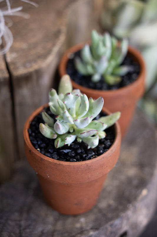 🌿 Woolly Senecio in Terracotta Pot