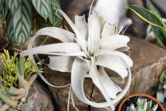 🌬️ Xerographic Air Plant