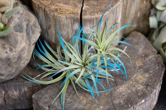 💙 Velutina Blue Air Plant