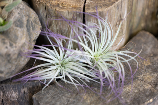 💜 Houston Purple Air Plant