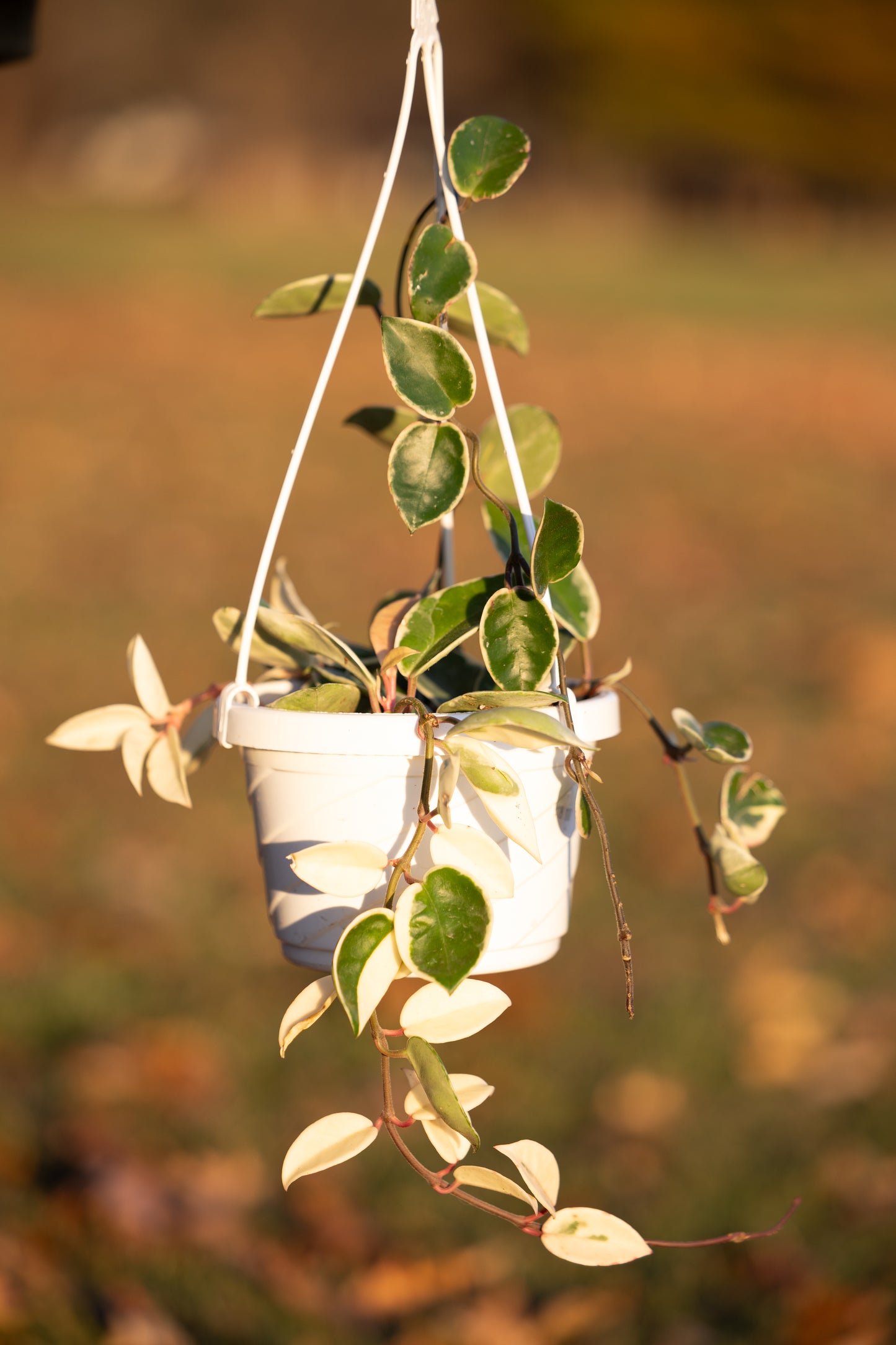 🌿Variegated Hoya Hanging Basket