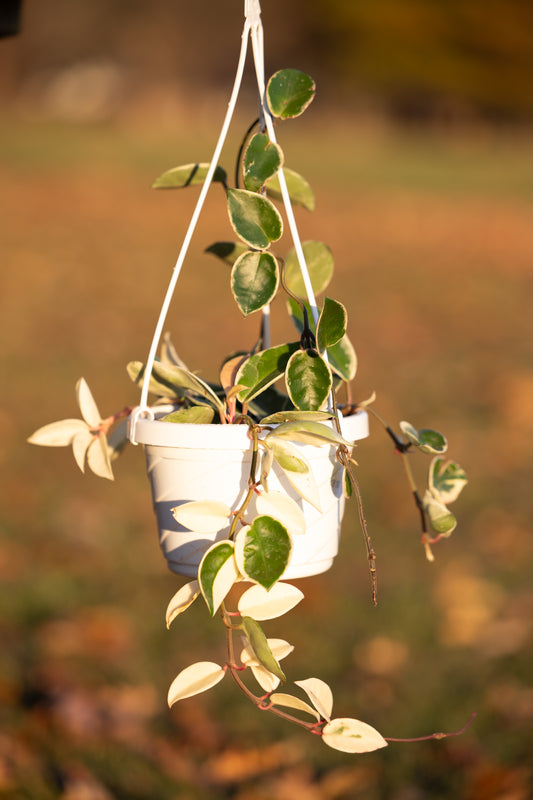 🌿Variegated Hoya Hanging Basket