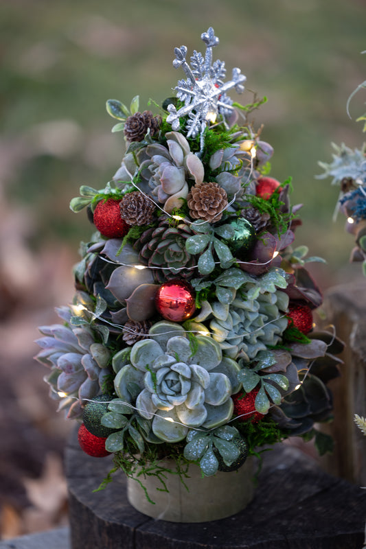 🎄Succulent Christmas Tree – Evergreen Elegance